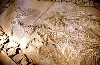 贵州新中国龙化石出土, 与传说中的龙 398x261   87kb   png