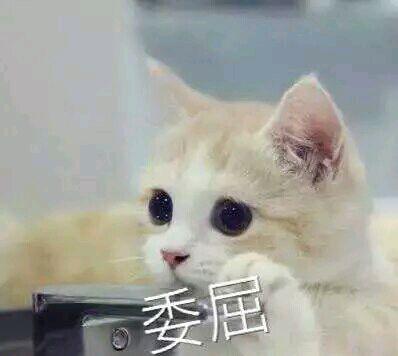 网上超火超萌猫咪表情包