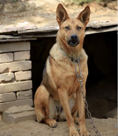 土狼狗即将消失, 当农村也养宠物狗后, 中华田园犬该何去何从