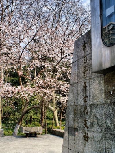 中国樱花哪里看,为你推荐的全国著名赏樱地点