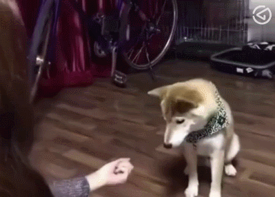 狗狗看到后,当时狗生就绝望了,这表情绝了,当时狗狗就懵逼了,连赢三次