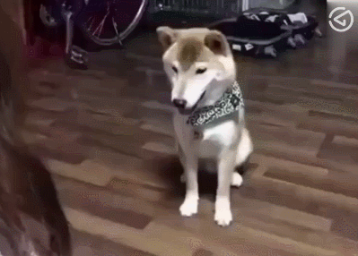 这条柴犬的主人和狗狗玩猜拳,狗狗通过灵敏的鼻子连续赢了三次,主人