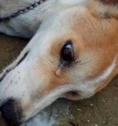 餐馆老板欲杀掉看家土狗,土狗流泪下跪,下一幕老板再不卖狗肉