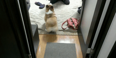 壁纸 动物 狗 狗狗 猫 猫咪 小猫 桌面 400_200 gif 动态图 动图