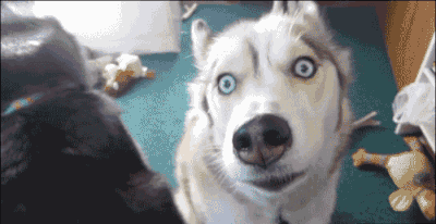 狗年养哈士奇沾沾福气?你可长点心吧