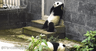 别以为你是国宝,我就不敢打你,原来你是这样的熊猫