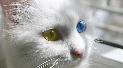 每日一猫:临清狮子猫,继中国狸花猫后的又一中国名猫