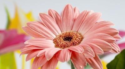 ÓÐÈý¸ö¶ùϱ¸¾£¬ÊÇÔõÑùµÄÒ»ÖÖÌåÑ飿