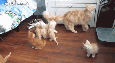 小短腿,忧伤慢慢的!