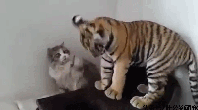 老虎吃猫咪豆腐,结果被连扇好几个耳光,太丢脸了!