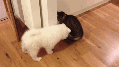 关于喵星人的这几个问题,恐怕永远也不会有答案