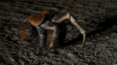 节肢动物动物中的霸主一钳子下去3300牛,人的咬合只有