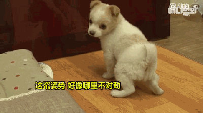当主人说弟弟要睡觉的时候,马上就把被子叼过来了~ (拉布拉多狗狗) 狗