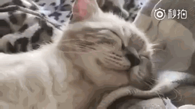网友每次叫猫咪起床,猫咪的反应简直太萌了,感受下