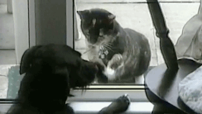 哈士奇:哈哈,没事找事,活该!