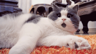 壁纸 动物 狗 狗狗 400_225 gif 动态图 动图