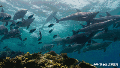 壁纸 海底 海底世界 海洋馆 水族馆 桌面 400_225 gif 动态图 动图