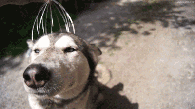 不是在犯二,就是在犯二的路上,犬界网红哈士奇诞生史!