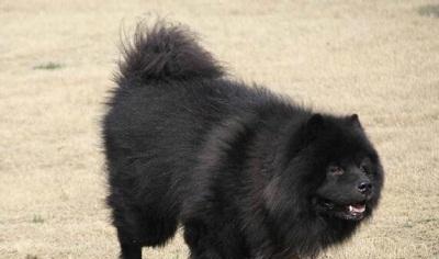 不应遗忘的犬种，中国原生松狮犬，形体如熊，威风凛凛，好不霸气