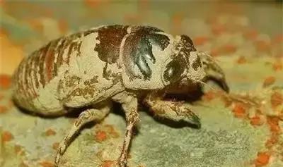 运城开启逮知了猴模式!谁小时候没逮(dei)过?