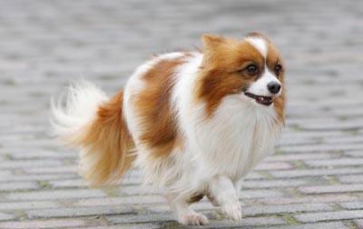 世界名犬——蝴蝶犬(papillon)