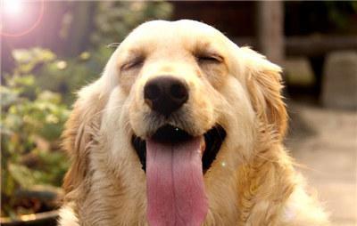 金毛近亲繁殖可行吗?繁殖最佳时间及交配注意