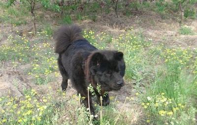 不应遗忘的犬种，中国原生松狮犬，形体如熊，威风凛凛，好不霸气