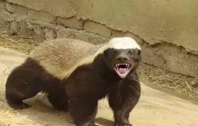 过劲！它才是皮卡之王，越野才能比牧马人都强！掉臂来辩