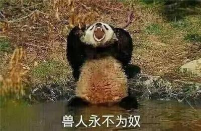 大熊猫表情包套图:兽人永不为奴