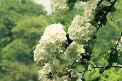 十年游宦归梦远--徐再思《水仙子》