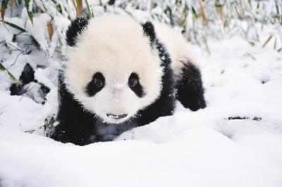 中国大熊猫的战斗力有多强?