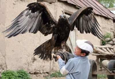 古老的金雕猎人,全世界已不足五百人!!