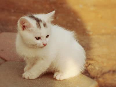 盘点最漂亮可爱的十个猫咪品种，你家猫是哪一种？！