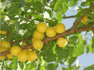 5种水果虫子想吃吃不到, 所以不需要打农药, 人