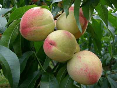 5种水果虫子想吃吃不到, 所以不需要打农药, 人