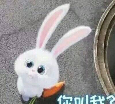 爱宠大机密 赵丽颖同款兔子表情包和高清图