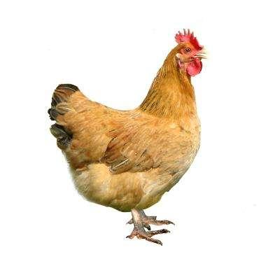 文昌鸡入选香港人最喜欢海南十大美食