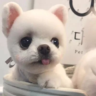 微信,qq头像一百张萌宠系列,来找找有没有你喜欢的吧!