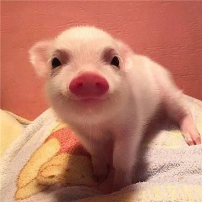 宠物猪真的长不大吗?真相出来了!