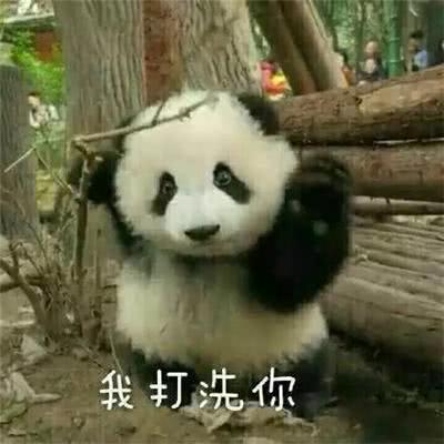 大熊猫表情包套图:兽人永不为奴