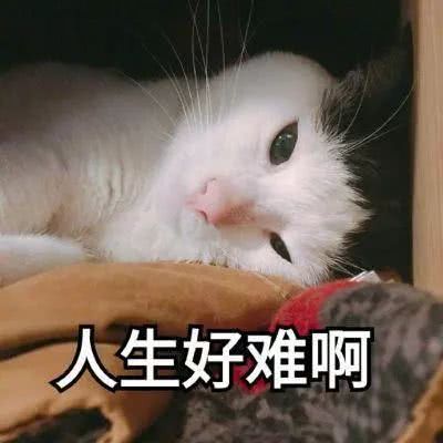可爱表情表情带字猫咪表情包不是才图片