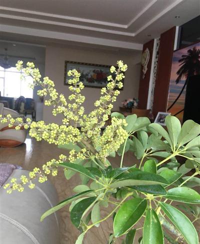 鸭掌木开花市民称奇