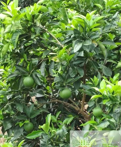 果蔬展快讯:世界著名柑橘老产区的奉节脐橙