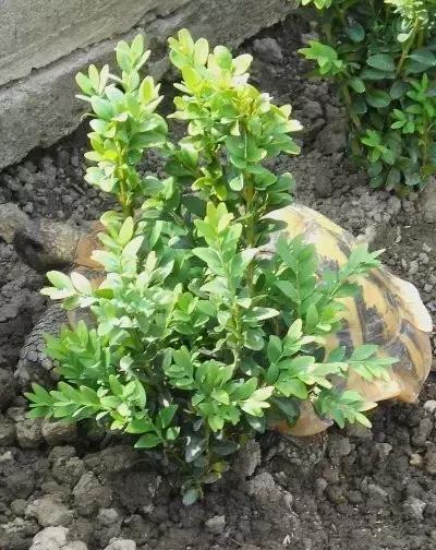 比利时赫曼陆龟的繁殖饲养环境让你一饱眼福