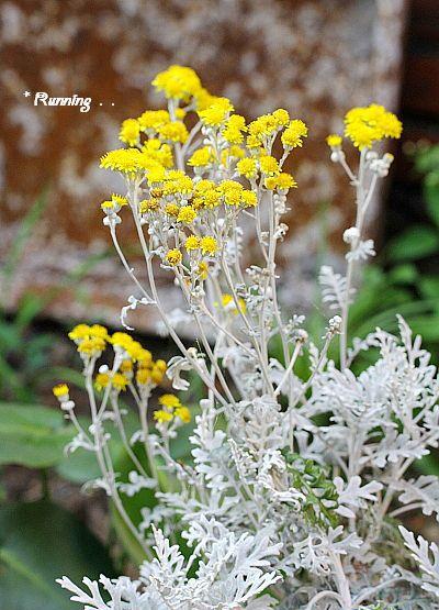 客厅摆放这些花,绣球花飞燕草银叶菊花语盘点