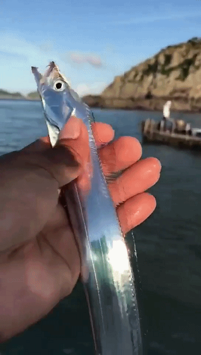 壁纸 桌面 400_705 竖版 竖屏 手机 gif 动态图 动图