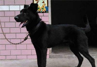 纯黑狼狗是什么品种？纯种黑狼犬的生活习性介绍