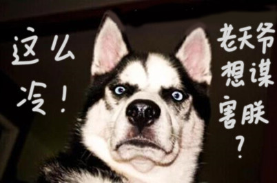 已经冻成狗,那我决不做单身狗!