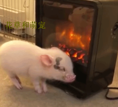 宠物猪好像被定住了,主人走近一看,这可别被烤熟了啊