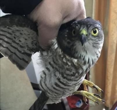 南昌市民救助一只日本松雀鹰 系国家二级保护动物
